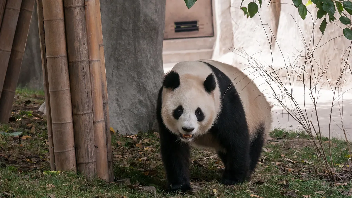 Giant panda at the Chengdu Research Base of Giant Panda Breeding